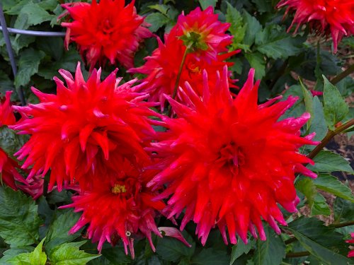Color Inspiration - Christmas Chrysanthemum